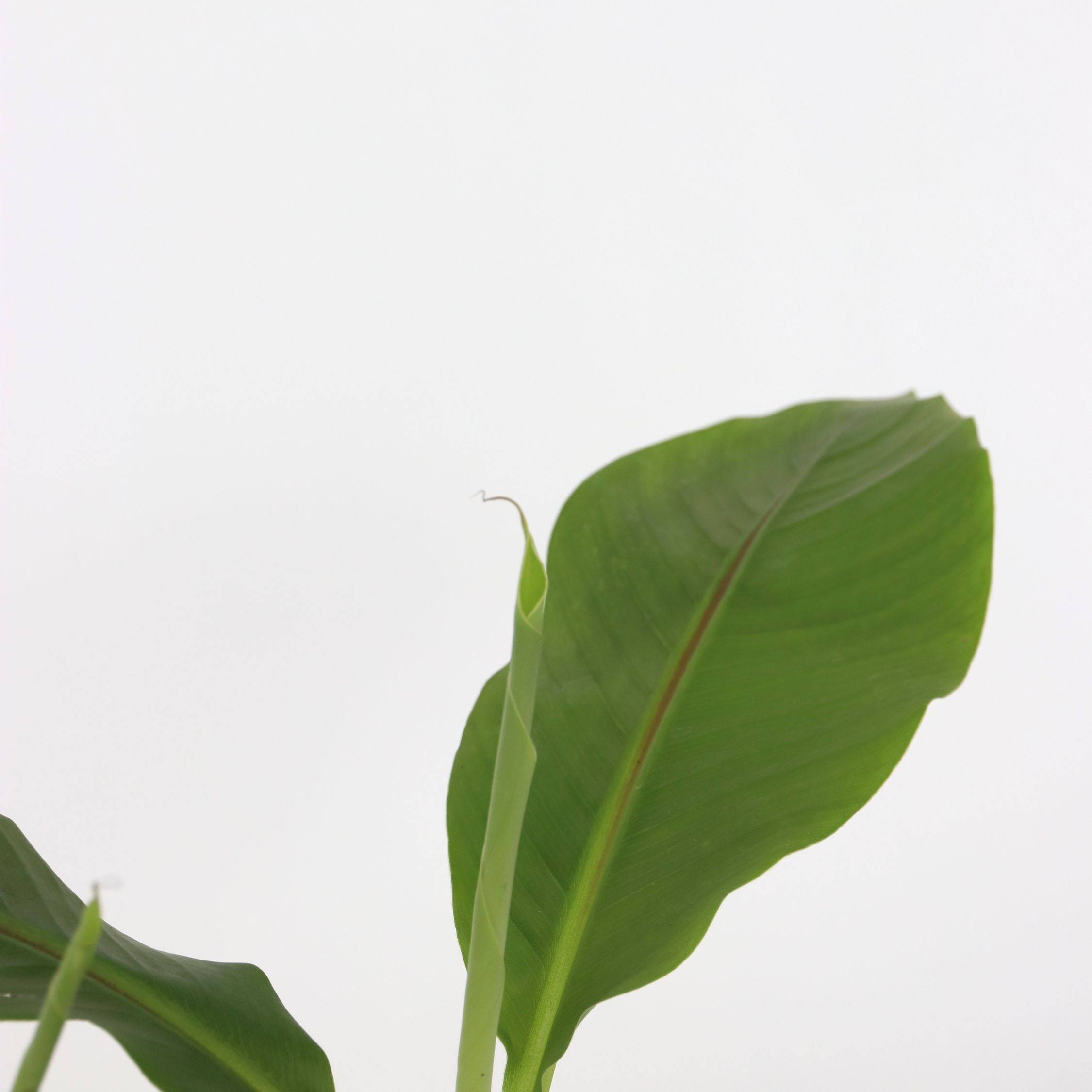 Plant In A Box - Bananier du Japon - Set de 2 - Musa basjoo - Hauteur 25-40cm - ⌀9cm - Image 3