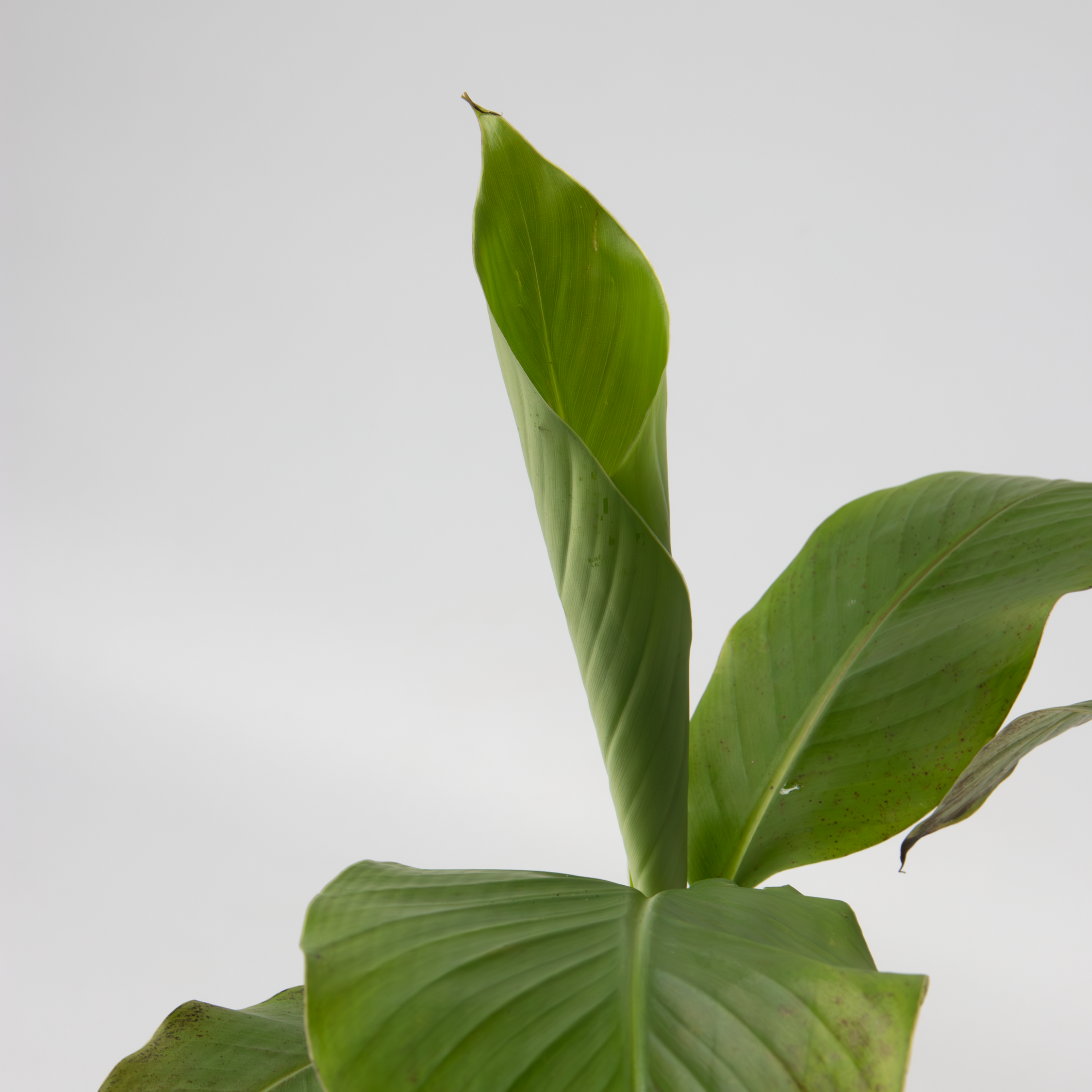 Plant In A Box - Bananier du Japon - Set de 2 - Musa basjoo - Hauteur 25-40cm - ⌀9cm - Image 4