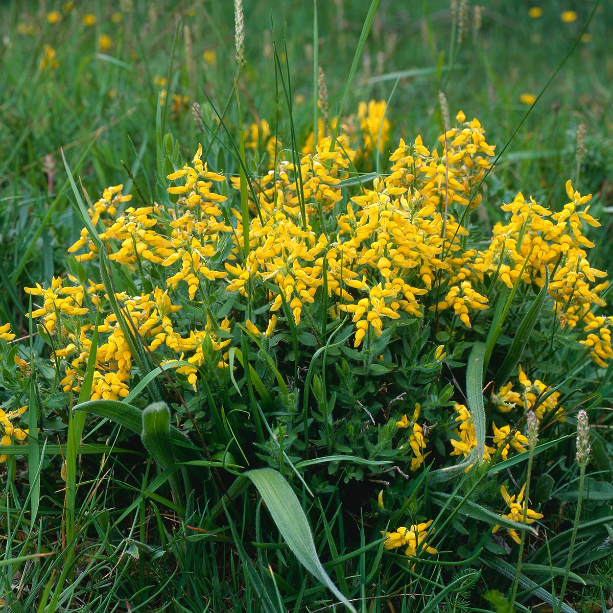 Promesse de Fleurs - Genista tinctoria Royal Gold - Genêt des teinturiers Pot de 1,5L/2L - Image 1