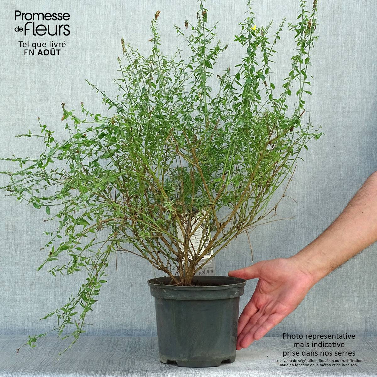 Promesse de Fleurs - Genista tinctoria Royal Gold - Genêt des teinturiers Pot de 1,5L/2L - Image 2