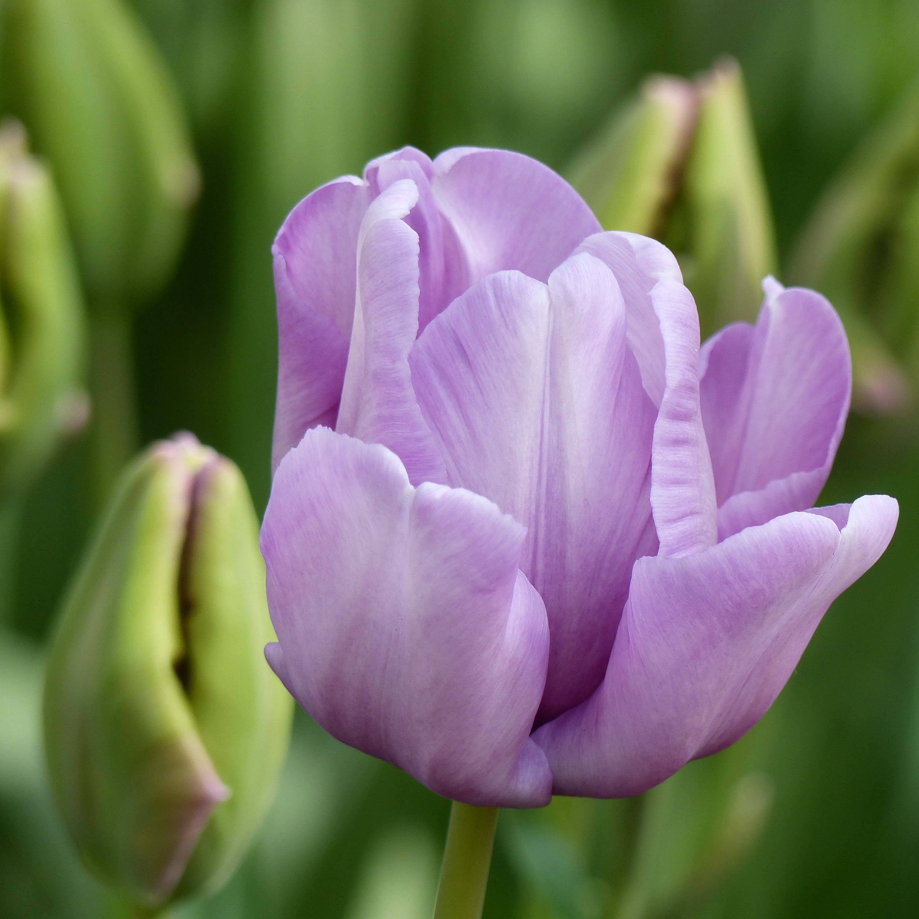 Promesse de Fleurs - Tulipe Perroquet James Last Bulbe calibre 12+ (par 6)