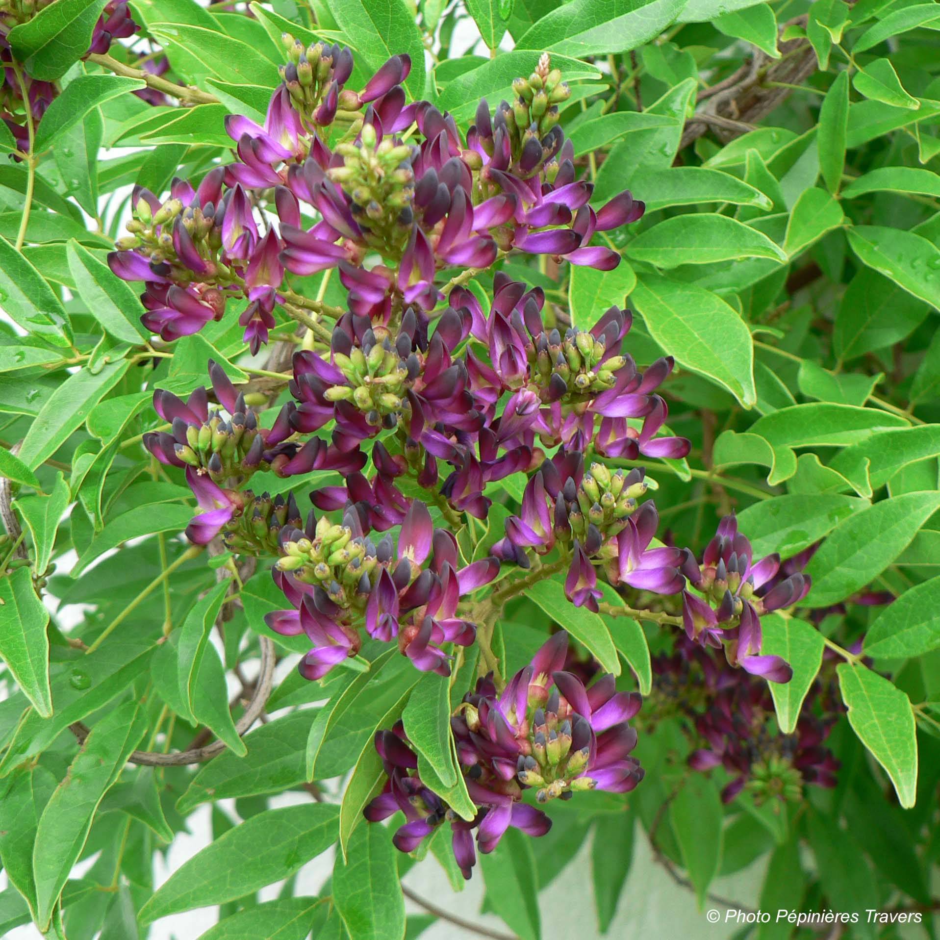 Promesse de Fleurs - Glycine d'été - Millettia japonica Satsuma Pot de 2L/3L, Plant greffé de + de 18 mois