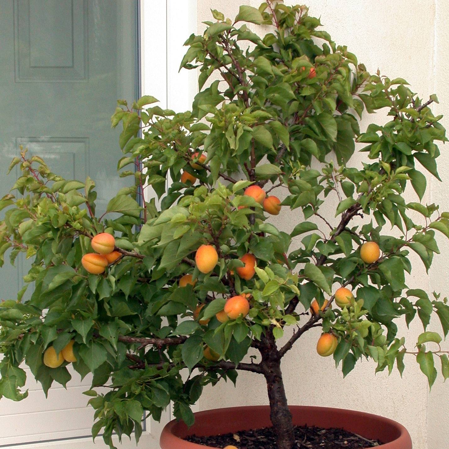 Abricotier nain Garden Aprigold Pot de 6L/7L, 1/4 de tige, Tige de 40 cm