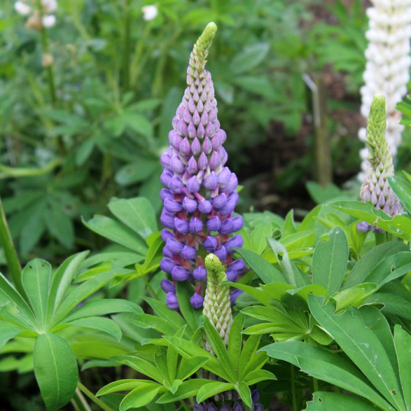 Lupin Gallery Blue Godet de 8/9 cm