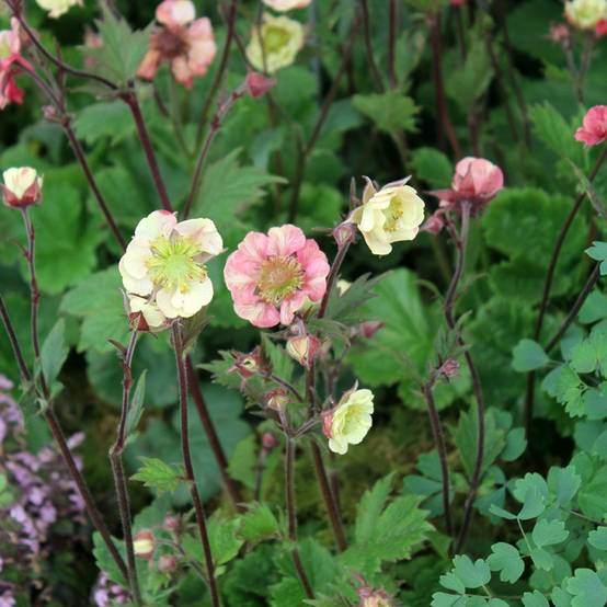 Promesse de Fleurs - Geum Tempo Rose - Benoîte Godet de 8/9 cm
