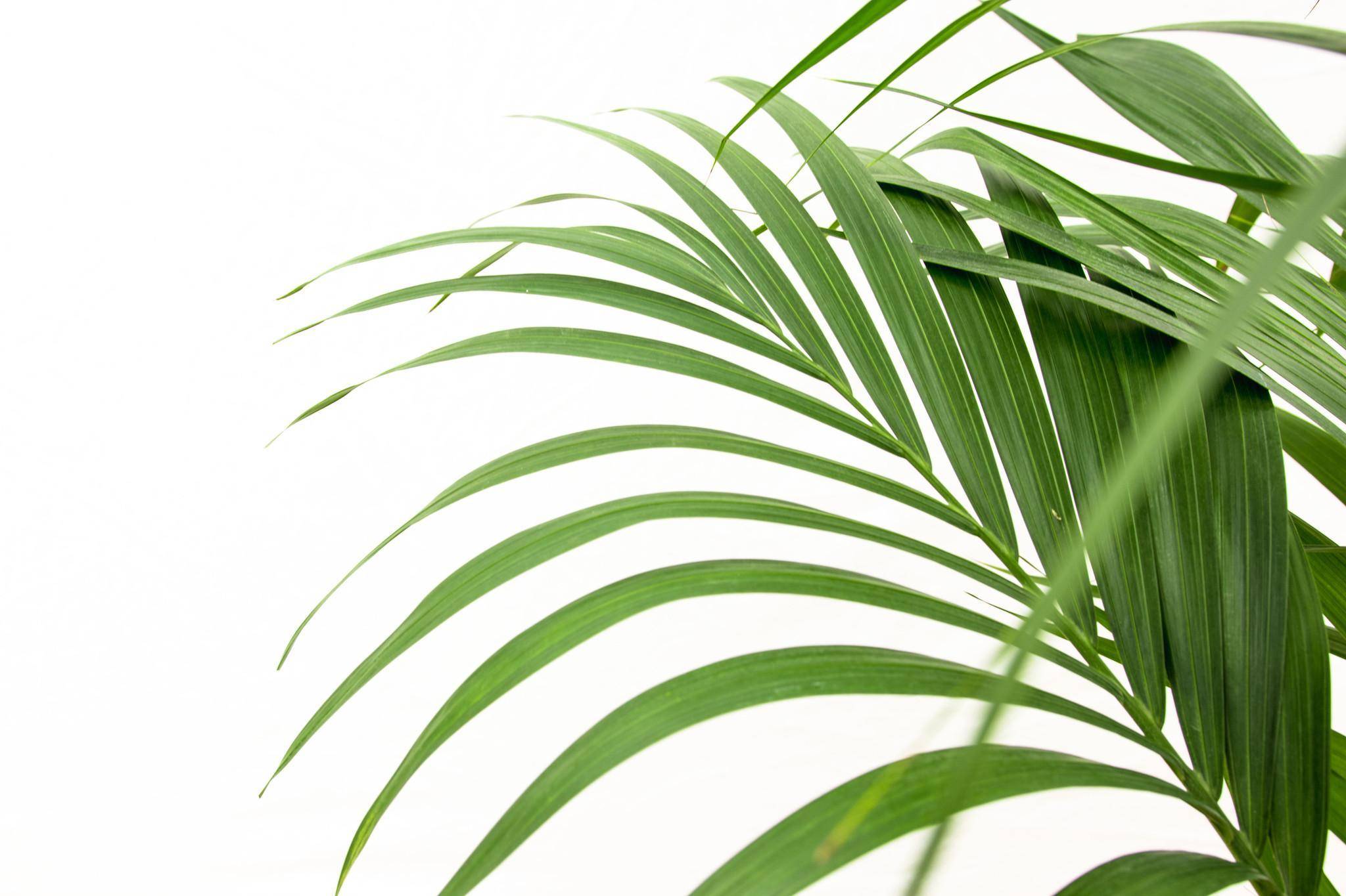 La Green Touch - Kentia palmier 160cm - Plante d'intérieur- La Green Touch - Image 5