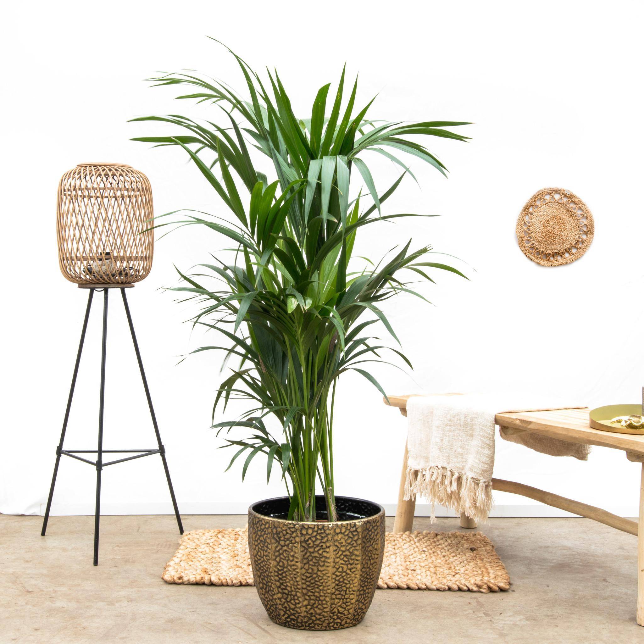 La Green Touch - Kentia palmier 160cm - Plante d'intérieur- La Green Touch - Image 4
