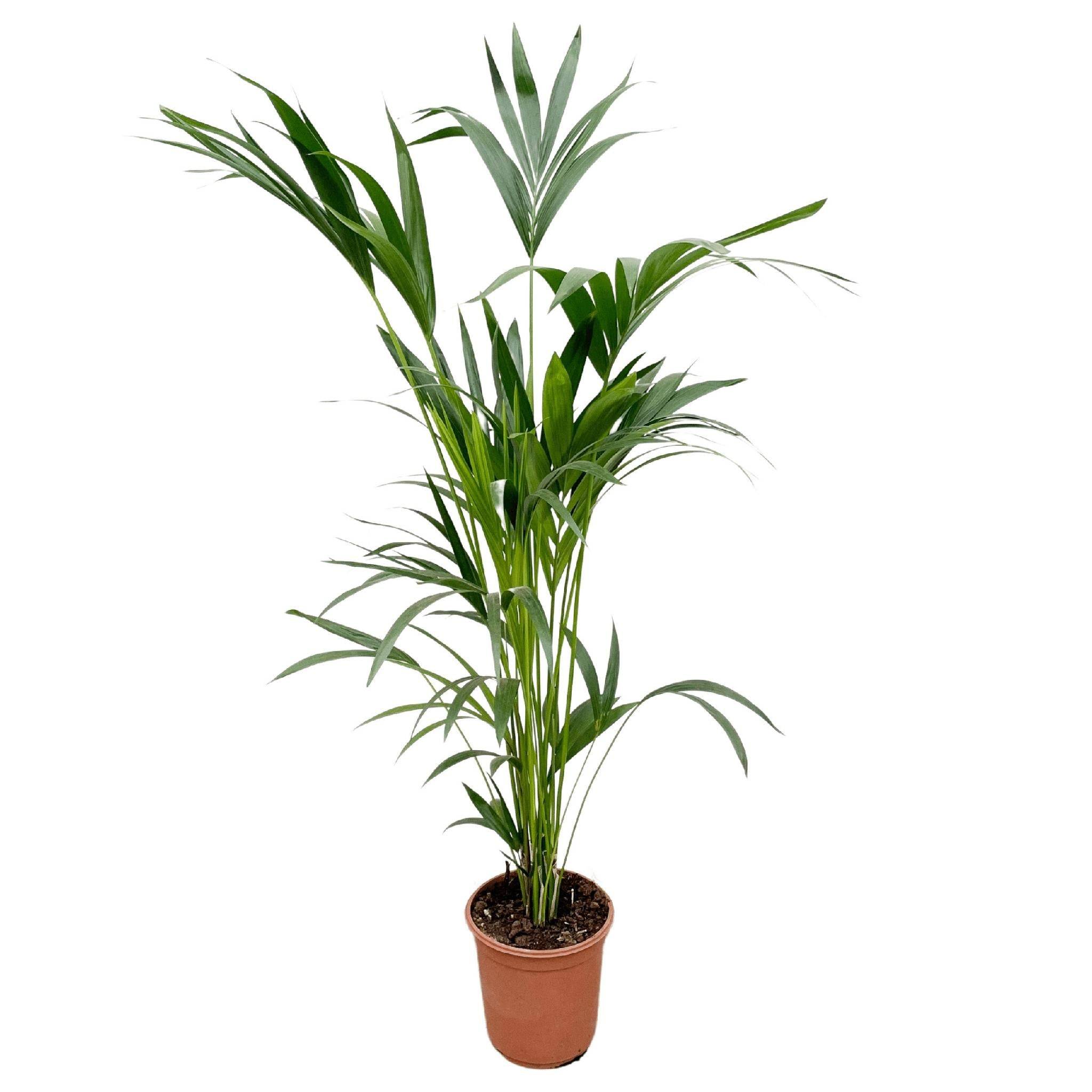 La Green Touch - Kentia palmier 160cm - Plante d'intérieur- La Green Touch - Image 3
