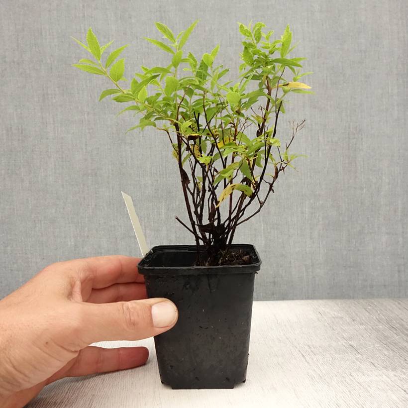 Spirée japonaise Albiflora - Spiraea japonica Godet de 8/9 cm - Image 2