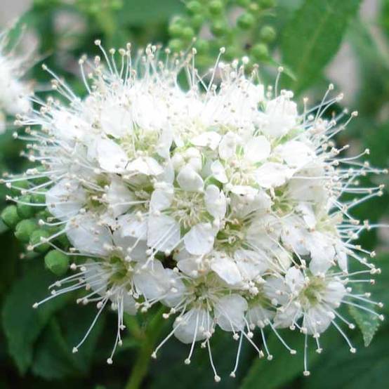 Spirée japonaise Albiflora - Spiraea japonica Godet de 8/9 cm - Image 1