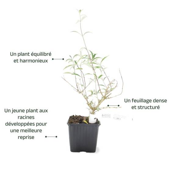 Arbre aux papillons 'Nanho Blue' (Buddleja davidii 'Nanho Blue') - Godet 9cm - Pépinières Naudet - Image 3