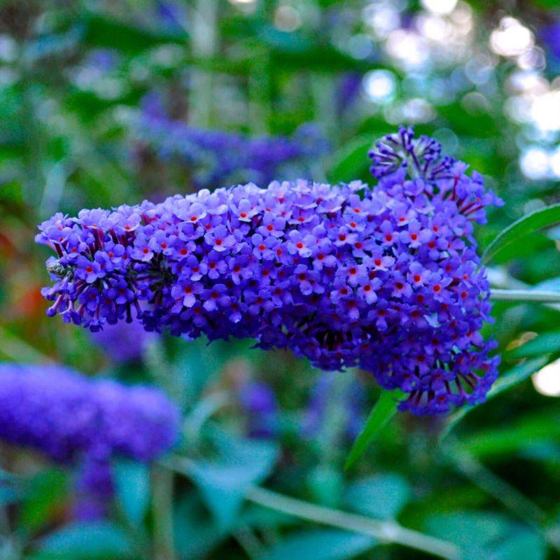 Arbre aux papillons 'Nanho Blue' (Buddleja davidii 'Nanho Blue') - Godet 9cm - Pépinières Naudet - Image 1
