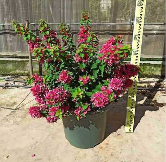 0 - Bougainvillier Bougainvillier 'Mini Thai' (bougainvillier nain) Pot de 130L 150/175cm - Image 1