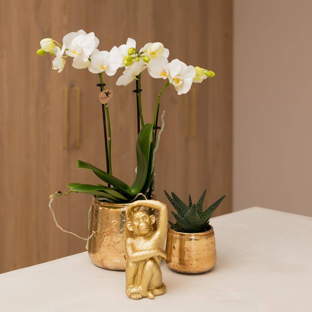 Offre Spéciale : 4 Phalaenopsis Orchidées Blanches Amabilis Cm - D9 H45cm - Image 4