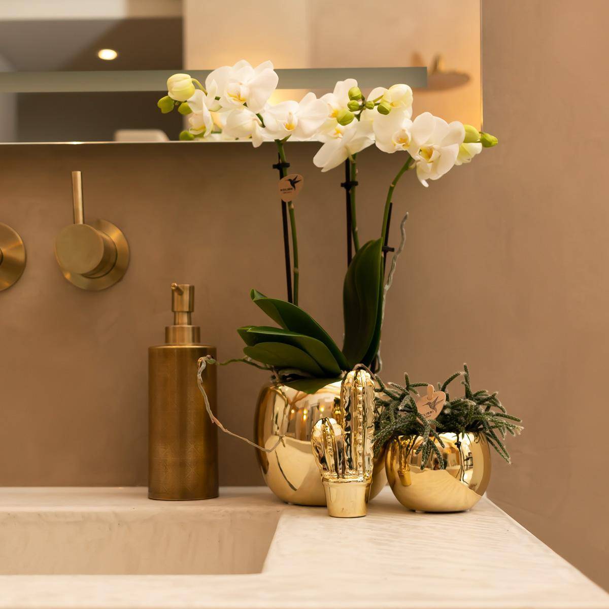 Offre Spéciale : 4 Phalaenopsis Orchidées Blanches Amabilis Cm - D9 H45cm - Image 3