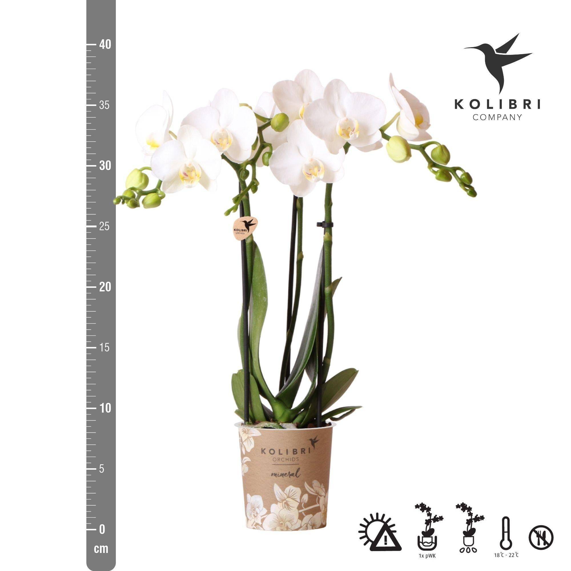 Offre Spéciale : 4 Phalaenopsis Orchidées Blanches Amabilis Cm - D9 H45cm - Image 2