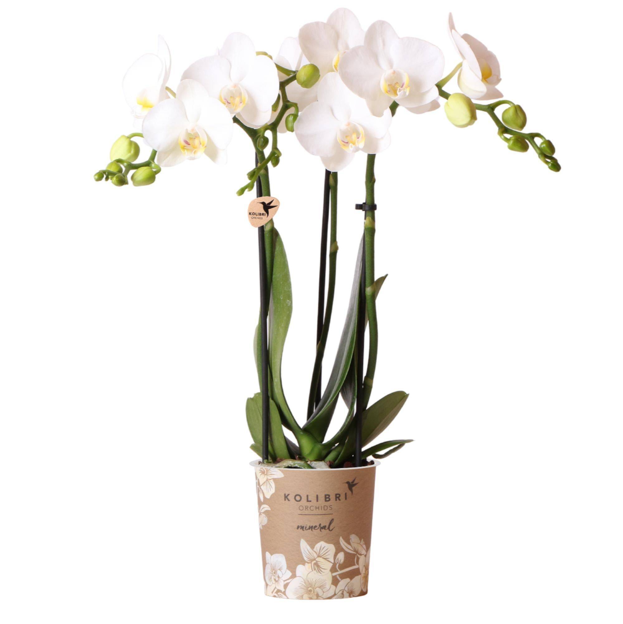 Offre Spéciale : 4 Phalaenopsis Orchidées Blanches Amabilis Cm - D9 H45cm - Image 1
