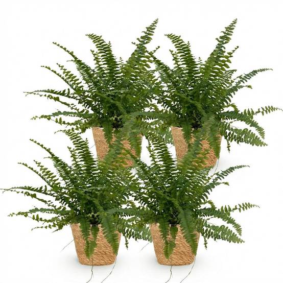 Nephrolepsis Exaltata Vert Lady - H30cm - Image 4