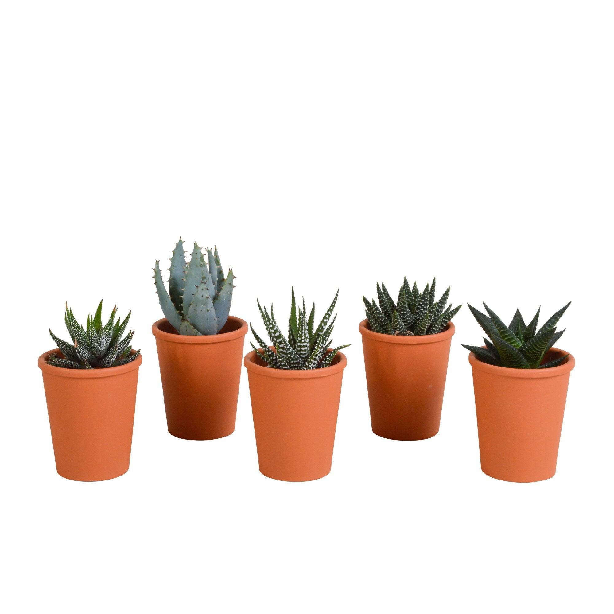 Coffret Gasteria, Haworthia et ses caches-pots terracotta - Lot de 5 plantes, h13cm- La Green Touch - Image 3