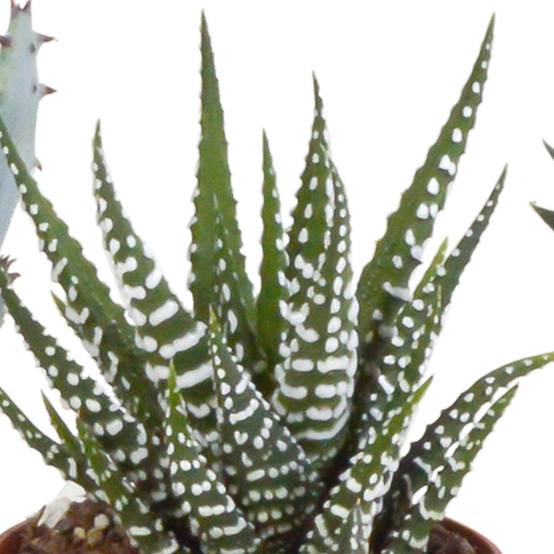 Coffret Gasteria, Haworthia et ses caches-pots terracotta - Lot de 5 plantes, h13cm- La Green Touch - Image 5