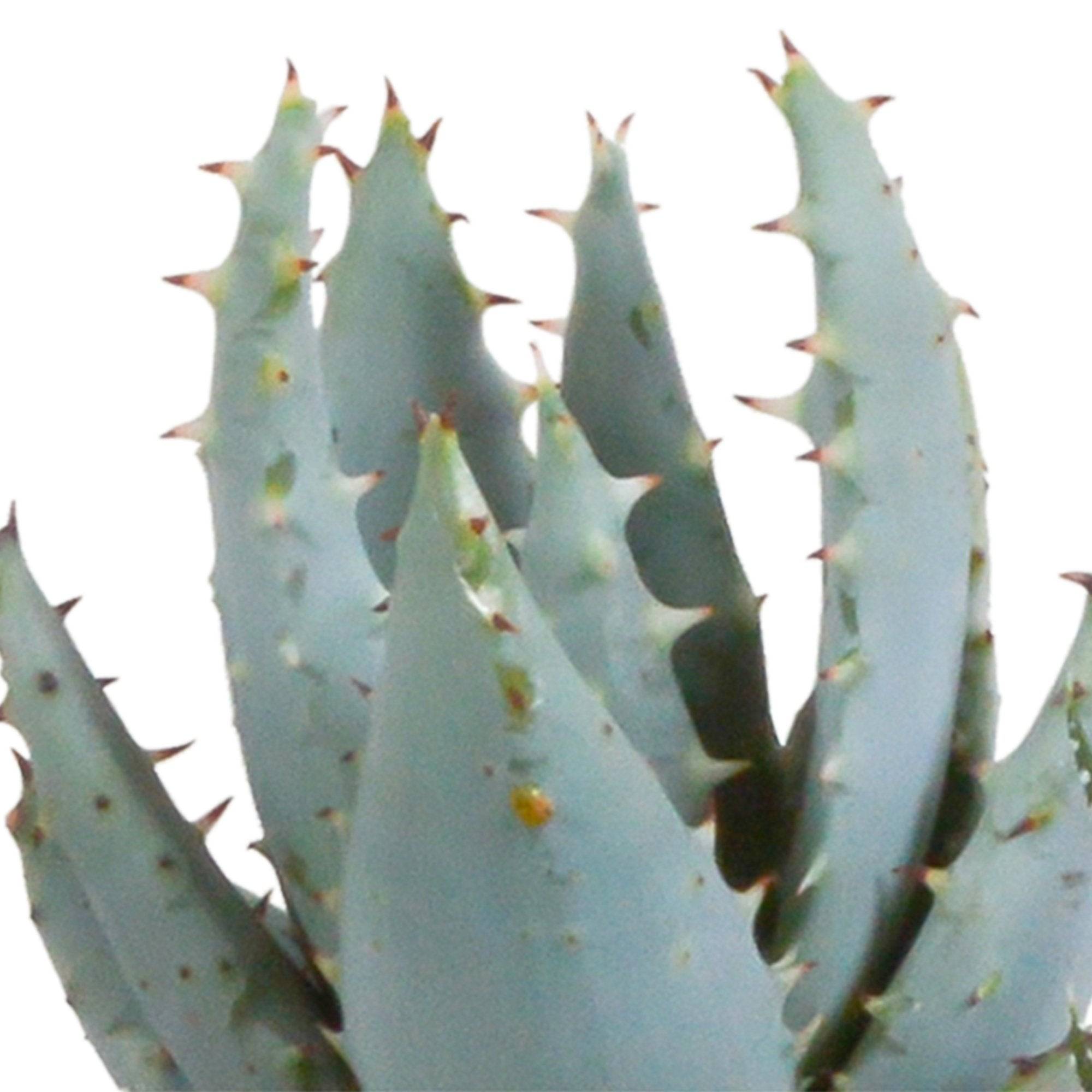 Coffret Gasteria, Haworthia et ses caches-pots terracotta - Lot de 5 plantes, h13cm- La Green Touch - Image 8