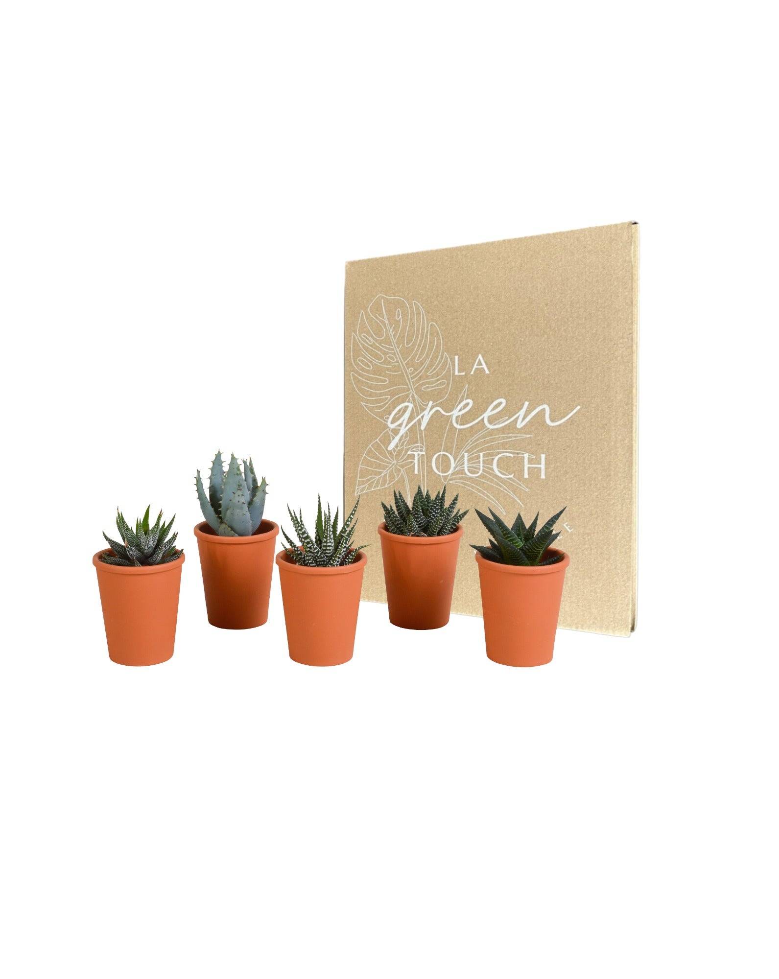 Coffret Gasteria, Haworthia et ses caches-pots terracotta - Lot de 5 plantes, h13cm- La Green Touch - Image 2