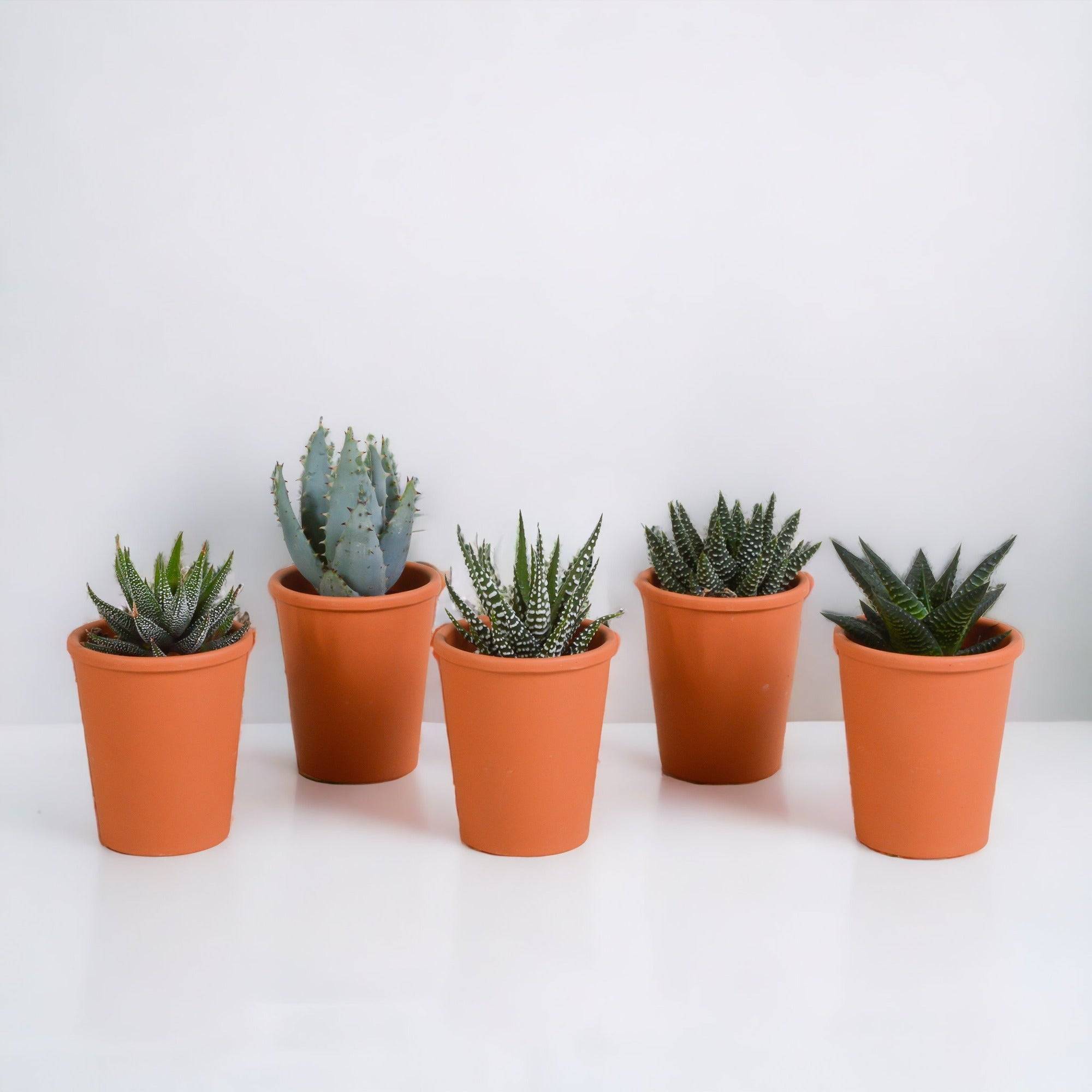 Coffret Gasteria, Haworthia et ses caches-pots terracotta - Lot de 5 plantes, h13cm- La Green Touch - Image 1
