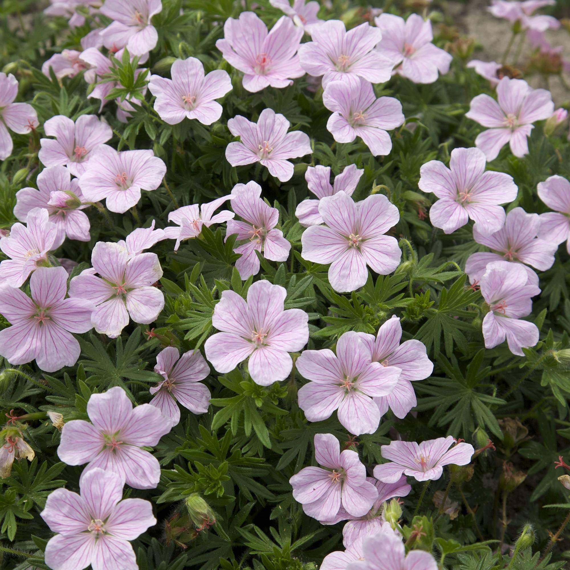 Geranium vivace sanguineum Pink Pouffe Pot de 2L/3L - Gamm vert