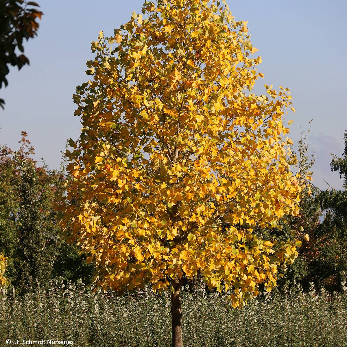 Liriodendron tulipifera Emerald City - Tulipier de Virginie Pot de 1L/1,5L