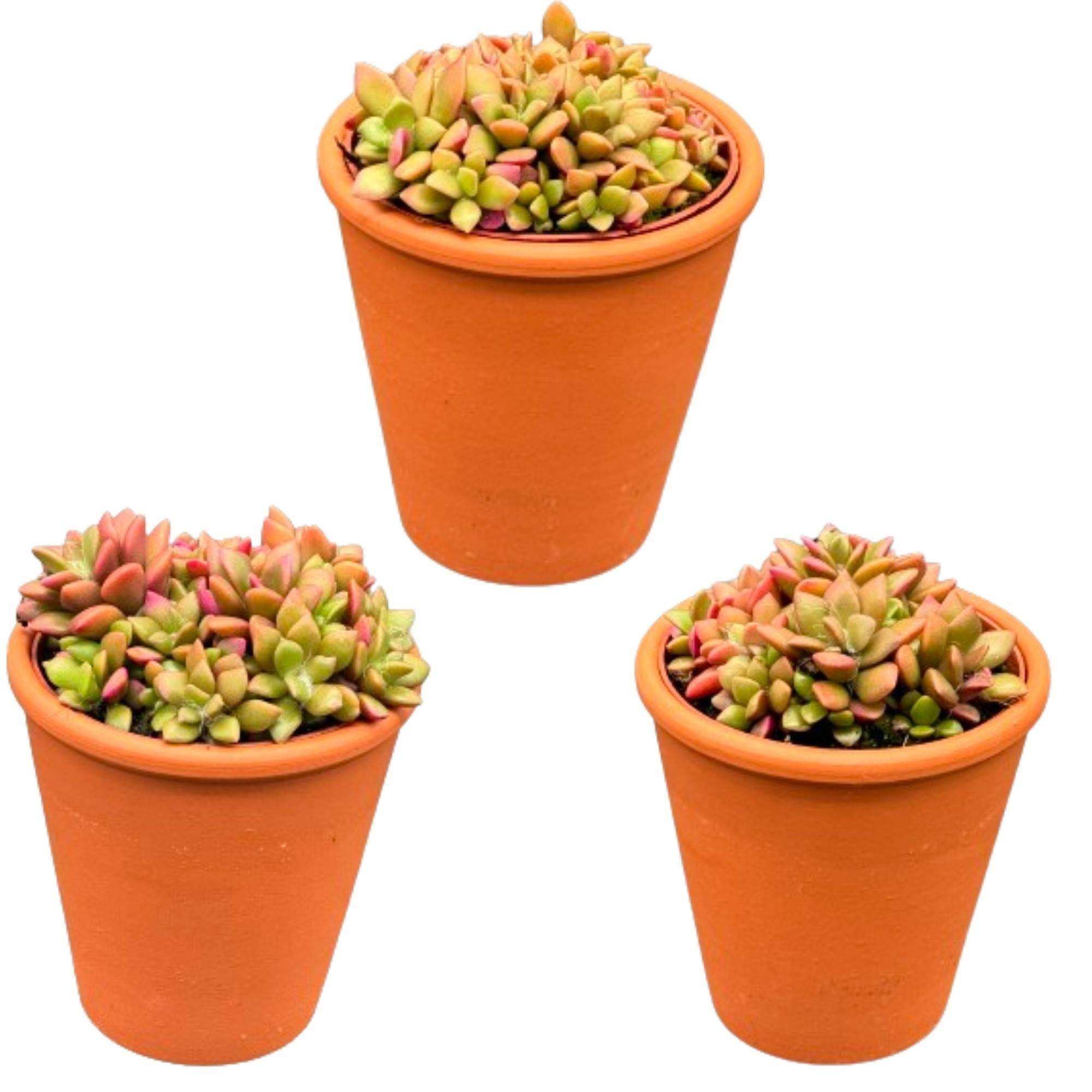 Anacampseros Rufescens Variegata en Pot Terracotta - Lot de 3 Succulentes- La Green Touch