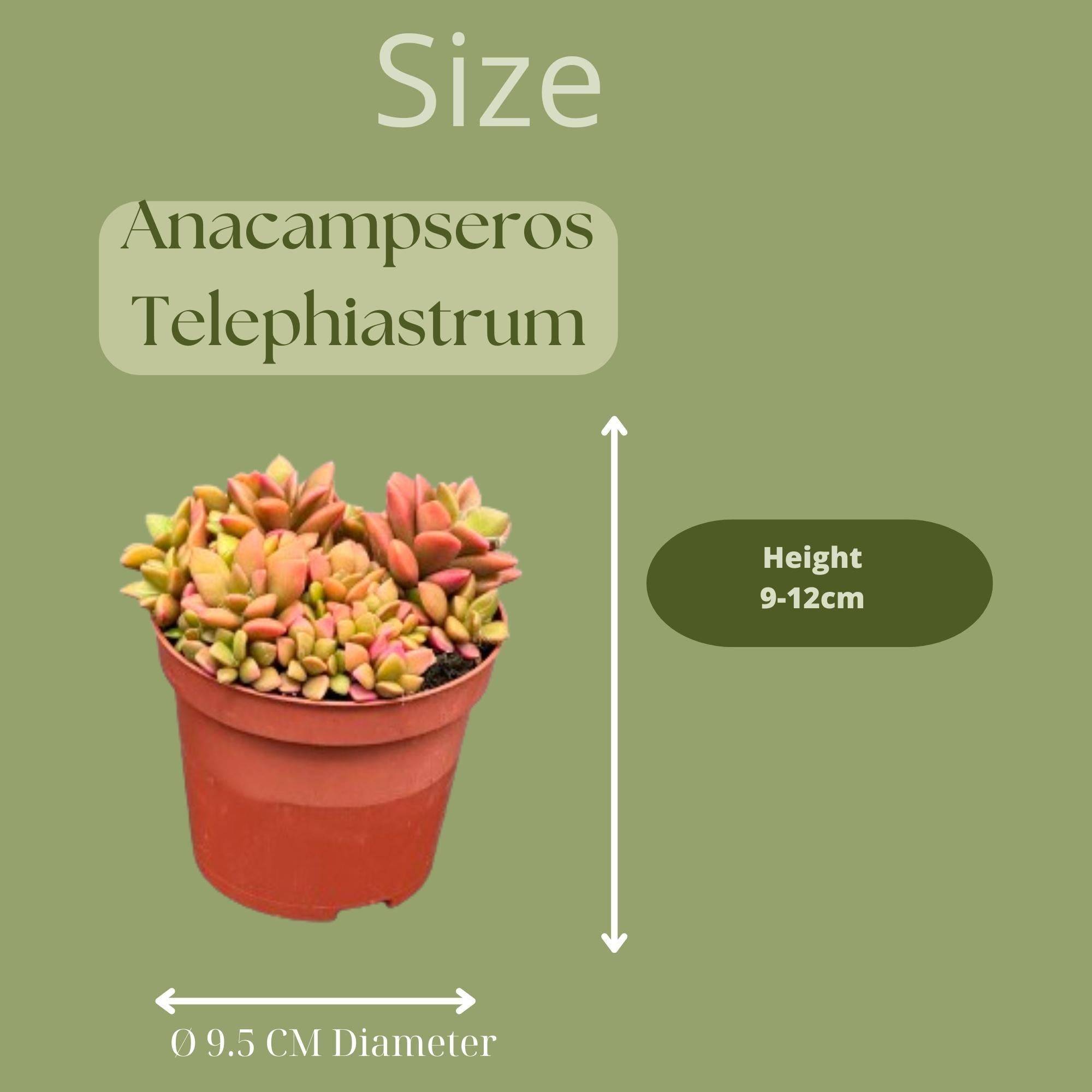 Anacampseros Rufescens Variegata en Pot Terracotta - Lot de 3 Succulentes- La Green Touch - Image 2