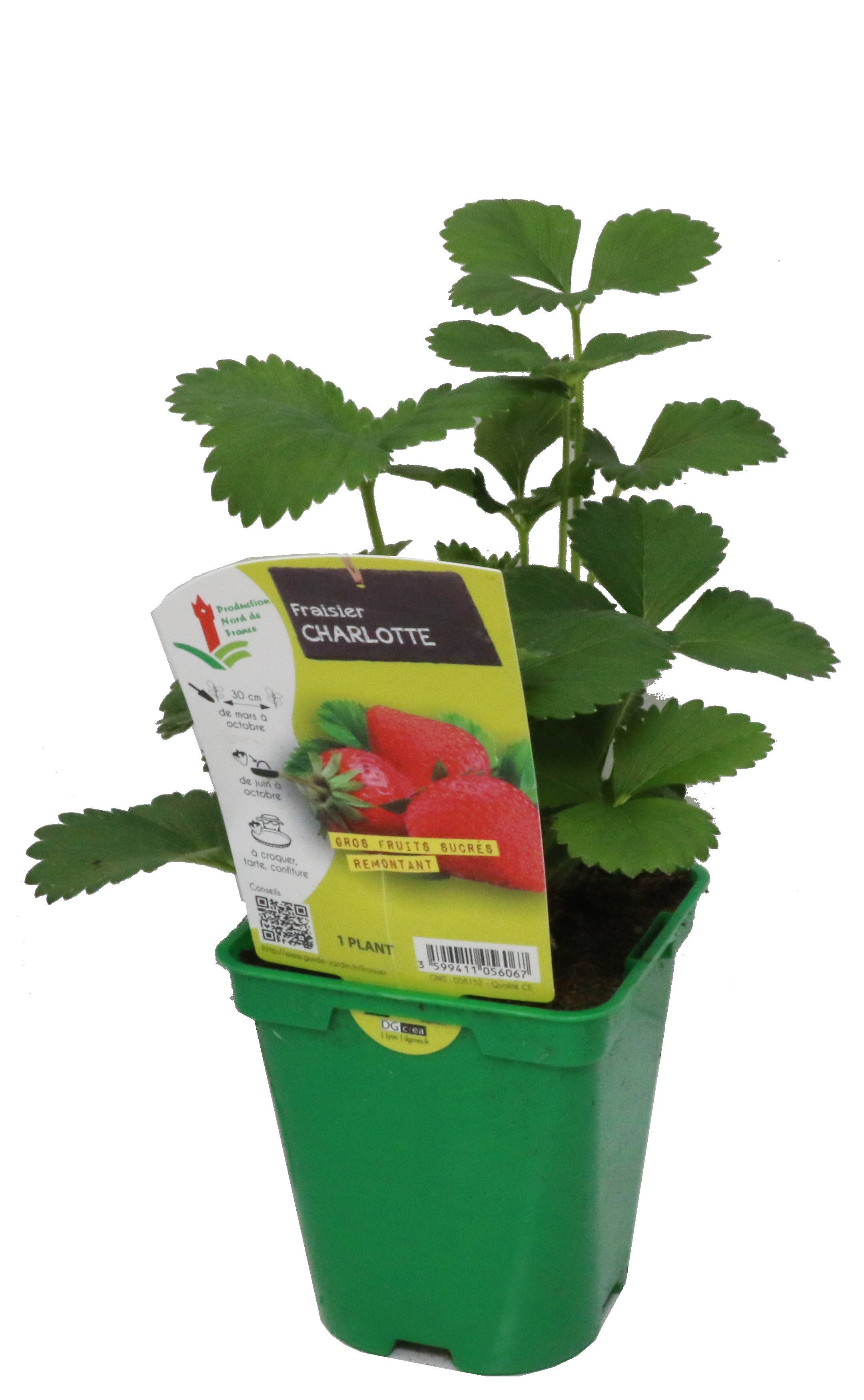 Fraisier charlotte Pot 10,5 cm
