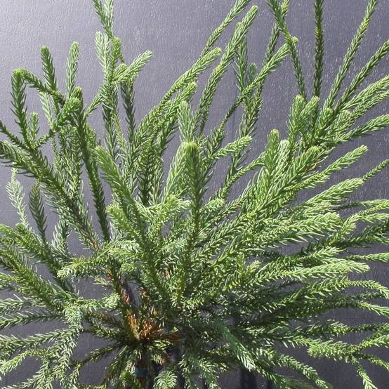 Cèdre du Japon Araucarioides, Cryptomeria - Pot de 5L - 40/60 cm - Image 1