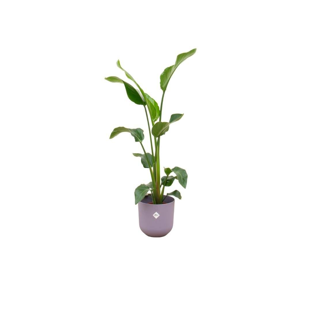 La Green Touch - Strelitzia Nicolai 100cm et son pot- La Green Touch Violet 23cm - Hauteur 100cm