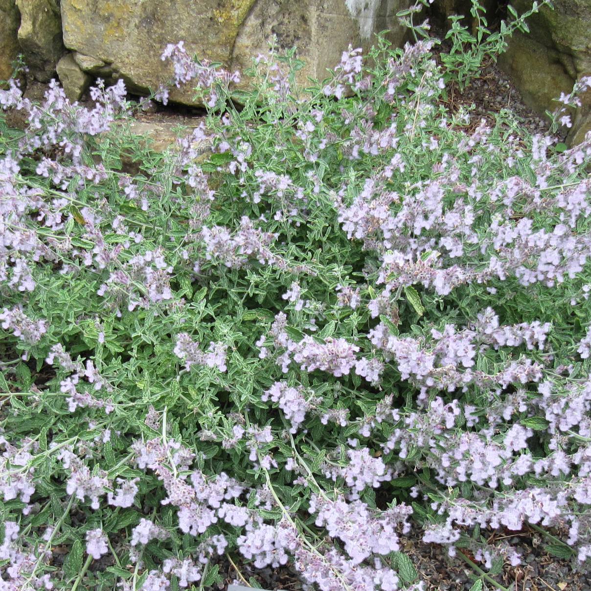 Promesse de Fleurs - Nepeta racemosa Snowflake - Chataire à fleurs blanches Pot de 2L/3L