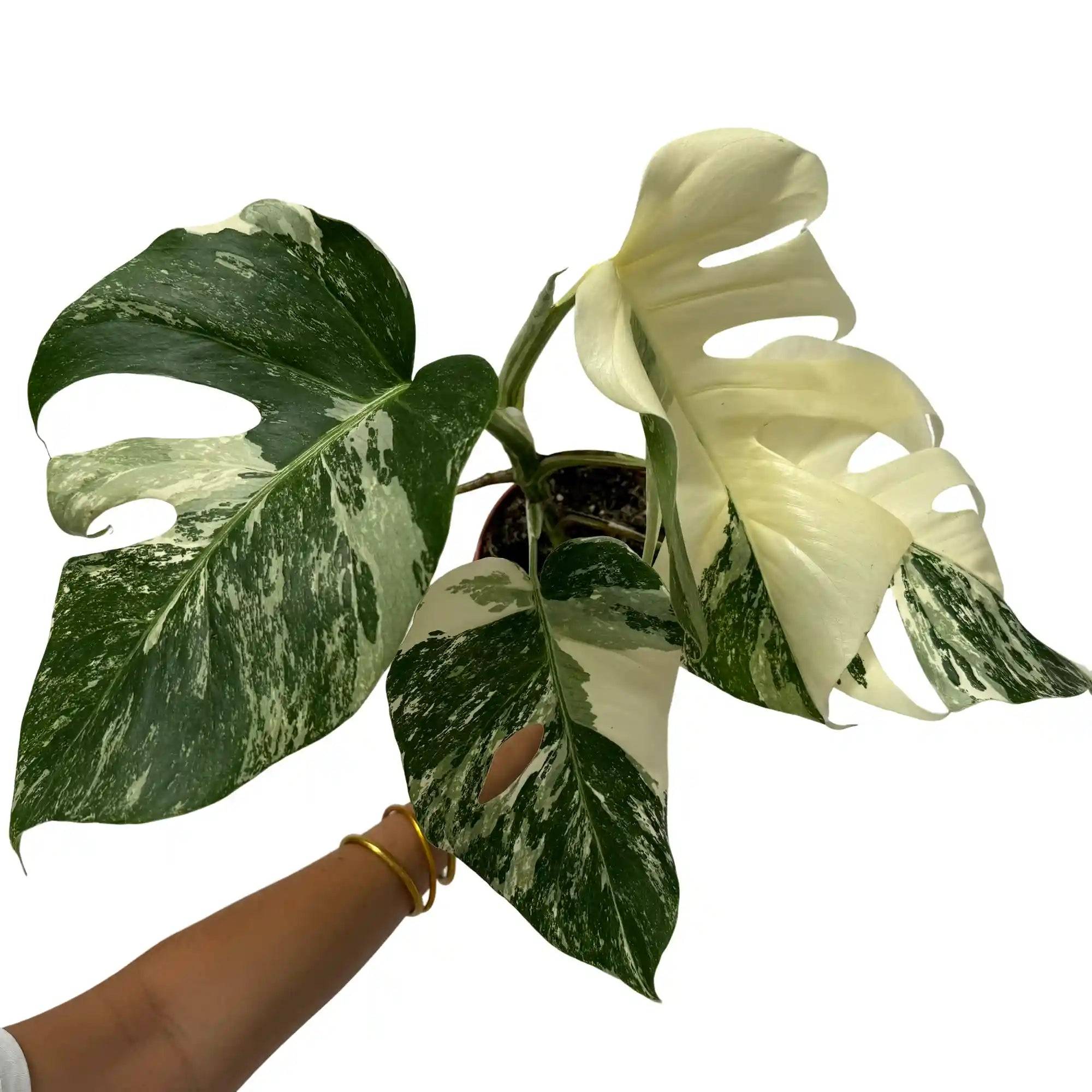 Monstera Variegata - Pot de 15cm - Plantes d'intérieur - Image 1