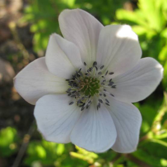 Anemone leveillei Godet de 8/9 cm