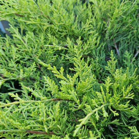 Genévrier Old Gold, Juniperus - Pot de 5L - 40/60 cm - Image 4