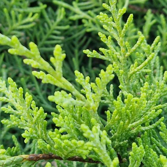 Genévrier Old Gold, Juniperus - Pot de 5L - 40/60 cm - Image 3