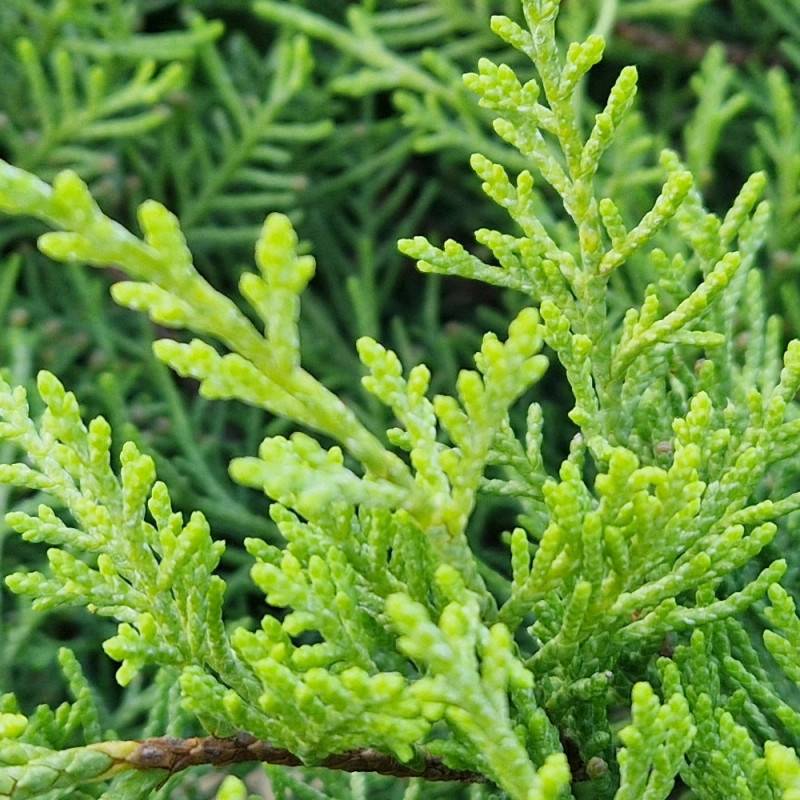 Genévrier Old Gold, Juniperus - Pot de 5L - 40/60 cm - Image 3