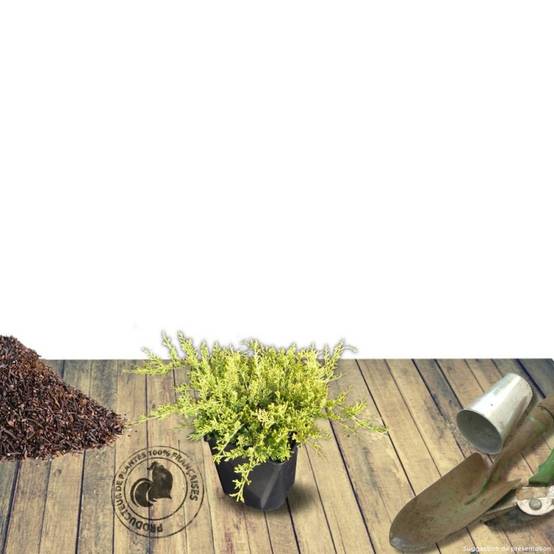 Genévrier Old Gold, Juniperus - Pot de 5L - 40/60 cm - Image 9