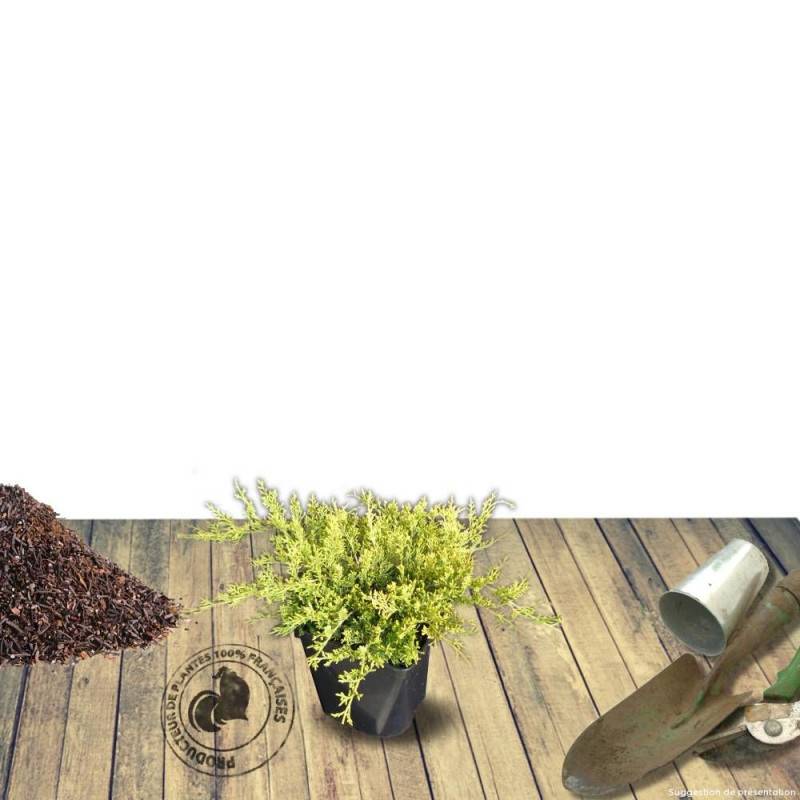 Genévrier Old Gold, Juniperus - Pot de 5L - 40/60 cm - Image 9
