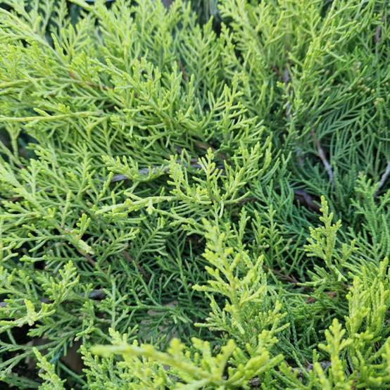 Genévrier Old Gold, Juniperus - Pot de 5L - 40/60 cm - Image 5
