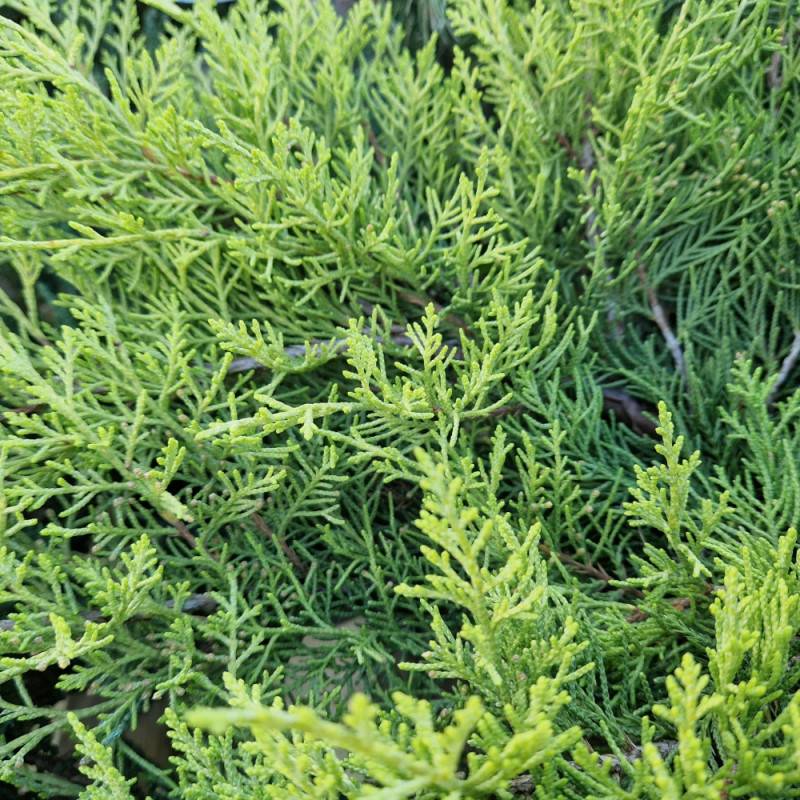 Genévrier Old Gold, Juniperus - Pot de 5L - 40/60 cm - Image 5
