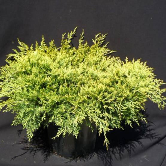 Genévrier Old Gold, Juniperus - Pot de 5L - 40/60 cm - Image 8