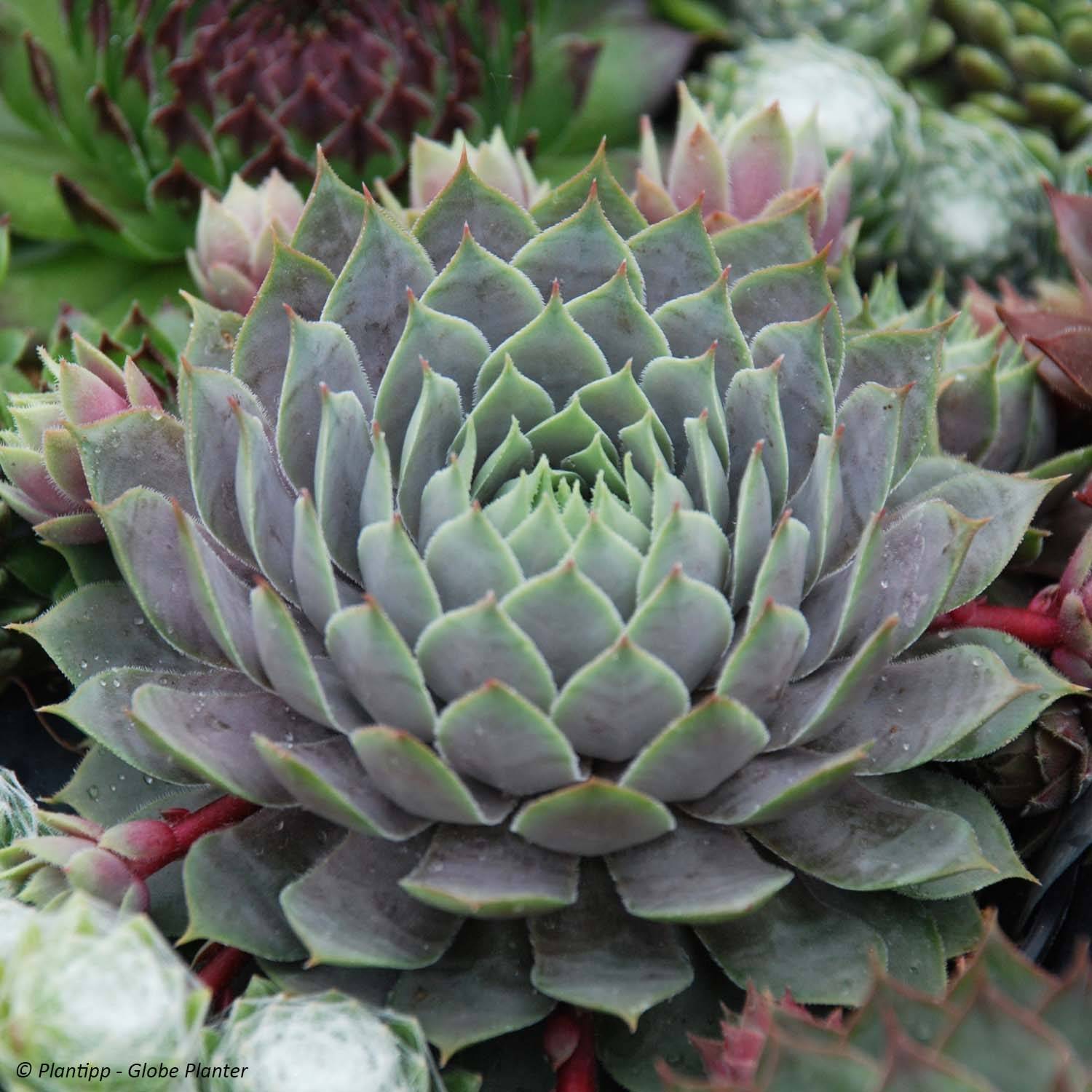 Promesse de Fleurs - Sempervivum Chick Charms ® Berry Blues - Joubarbe bleue violacée Pot de 10 cm/11cm