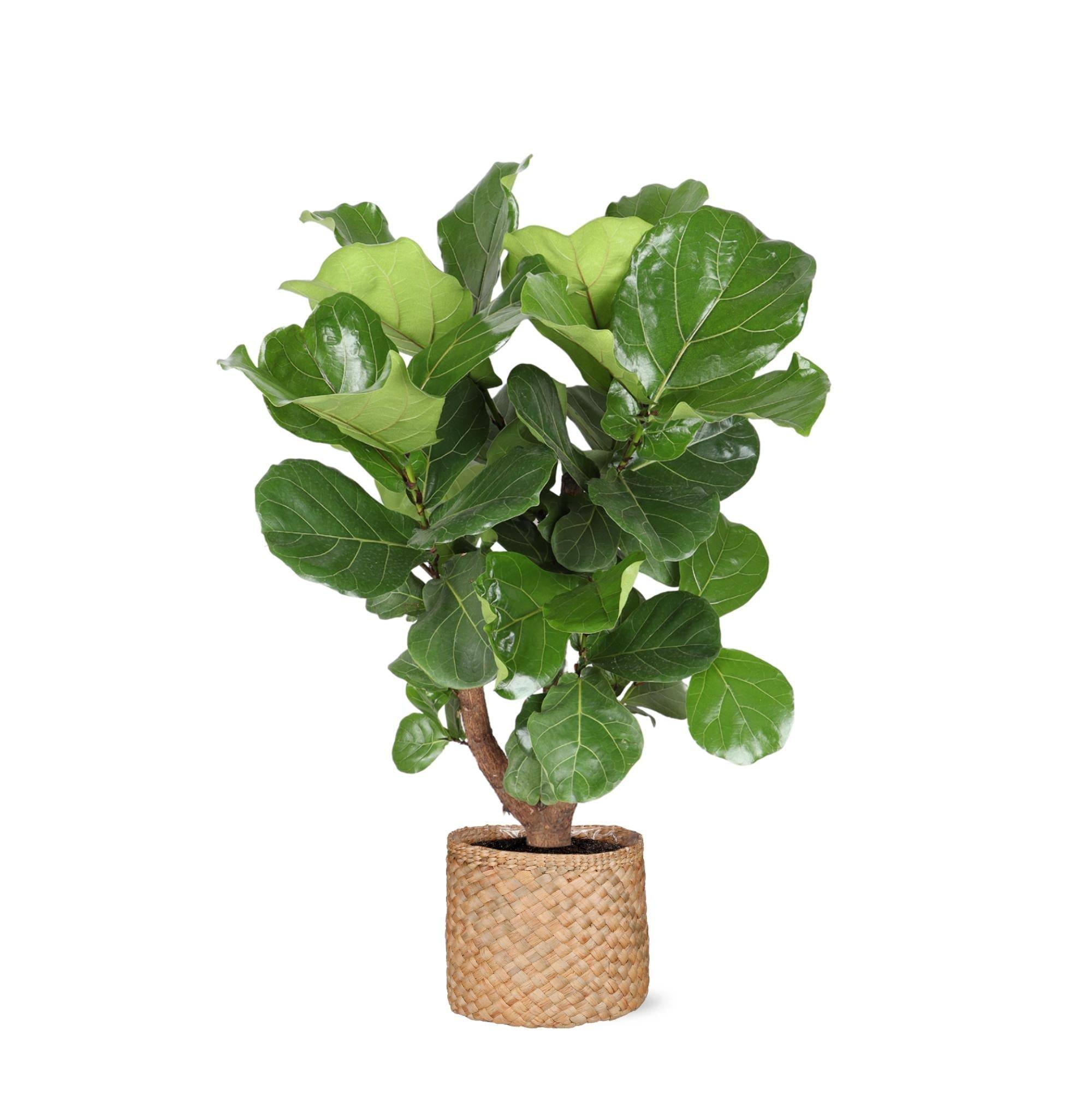 La Green Touch - Ficus Lyrata et son pot- La Green Touch Panier Naturel - Hauteur 110cm