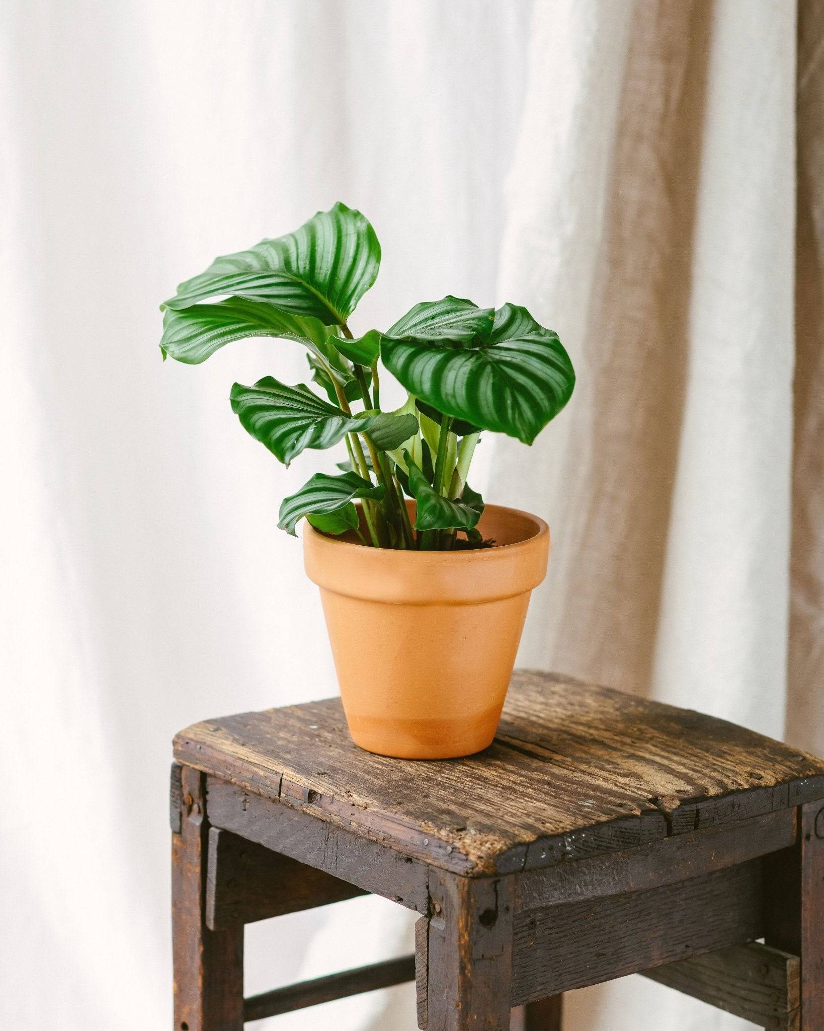 Calathea Orbifolia 25cm - Plante d'intérieur- La Green Touch - Image 2