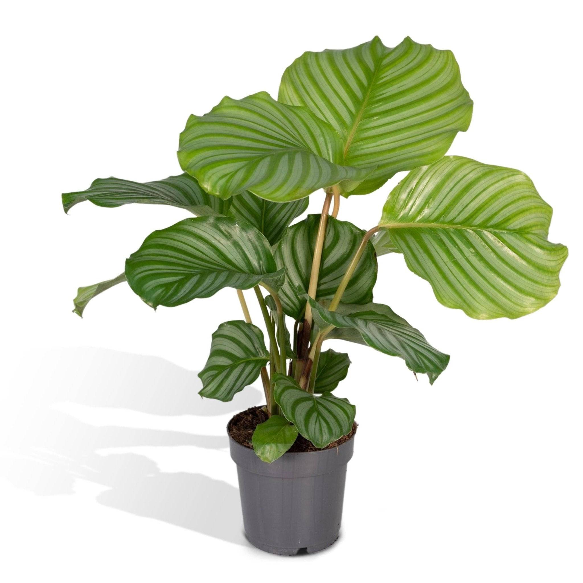 Calathea Orbifolia 25cm - Plante d'intérieur- La Green Touch - Image 1