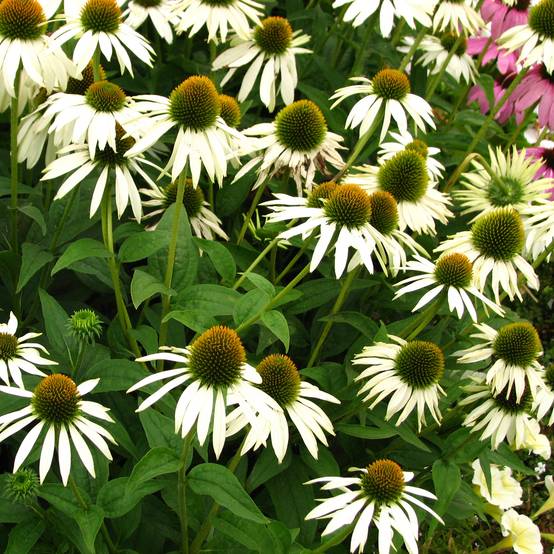 Echinacea purpurea Alba - Echinacée Godet de 7/8 cm